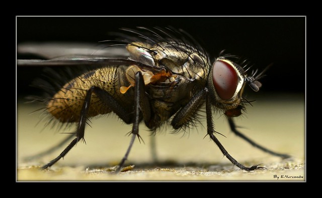 ~The Anatomical Diptera~