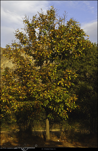autumn evan mountain tree landscape iran ایران qazvin درخت پاییز irn الموت alamut کوهستان قزوین منظره ovan اوان