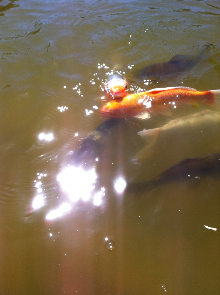 Fish