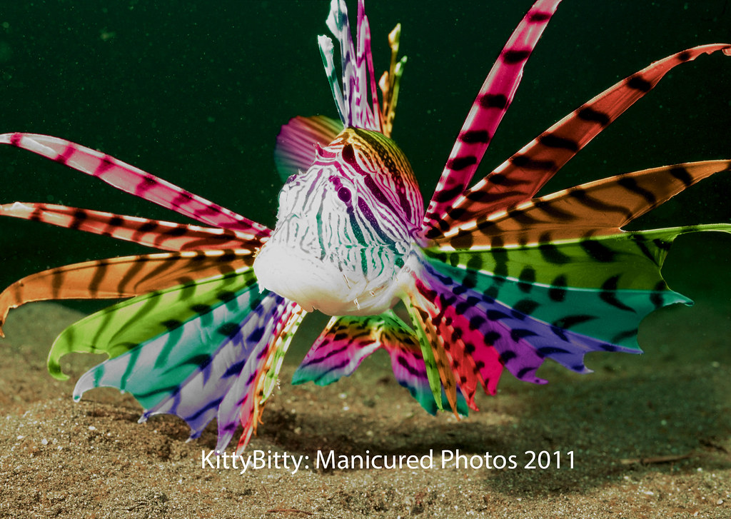 Rainbow Tiger Fish 38/99 | :-D it's a cute fish | Sarah Jane | Flickr