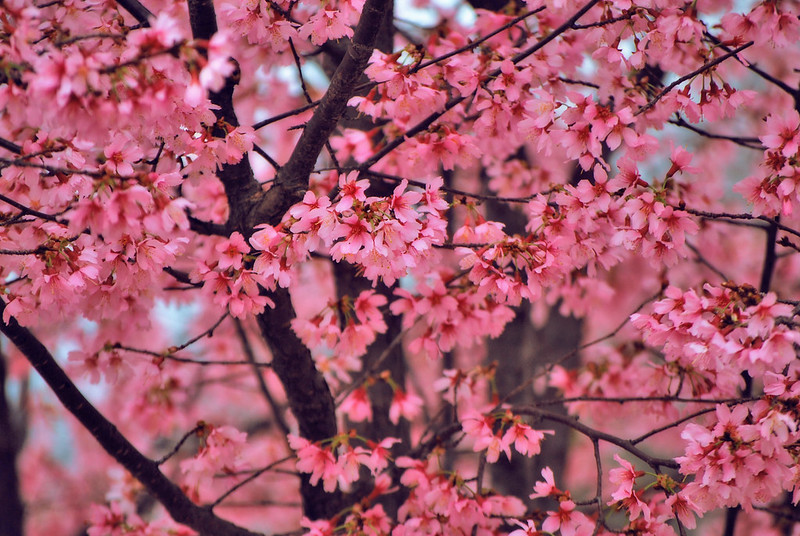 JEKA Photography: Cherry Blossoms in Hot Springs Arkansas