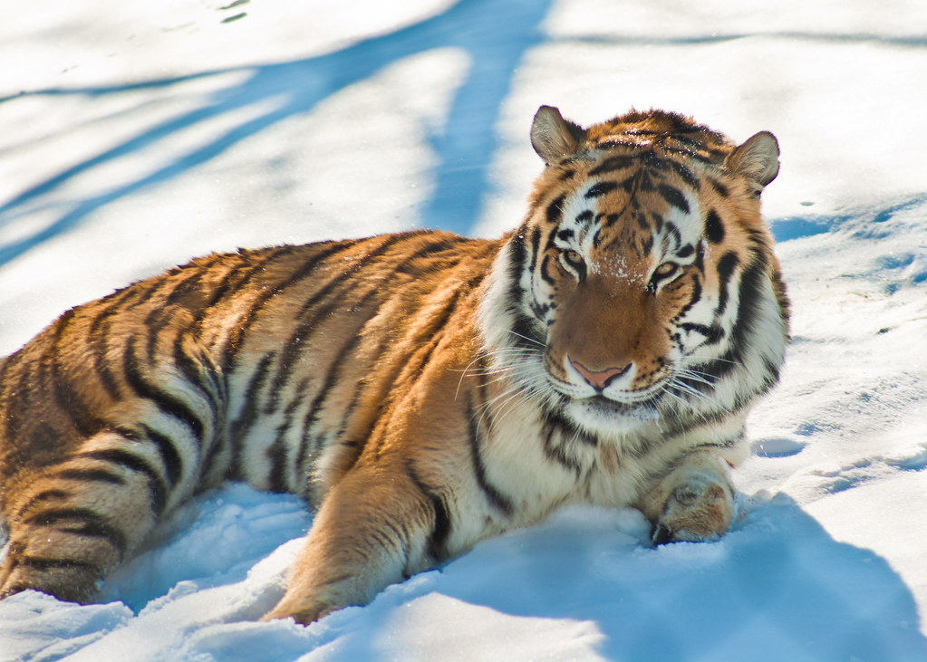 Tiger Playing in the Snow 6 of 7