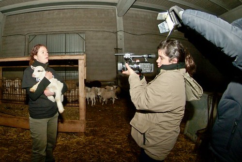 2010/12/24 - Toledo - Rescate de un cordero y una cabra en Nochebuena | Open rescue of a lamb and a goat in Christmas Eve