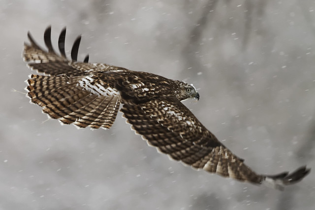 Juvenile red-tail hawk hunting in snow