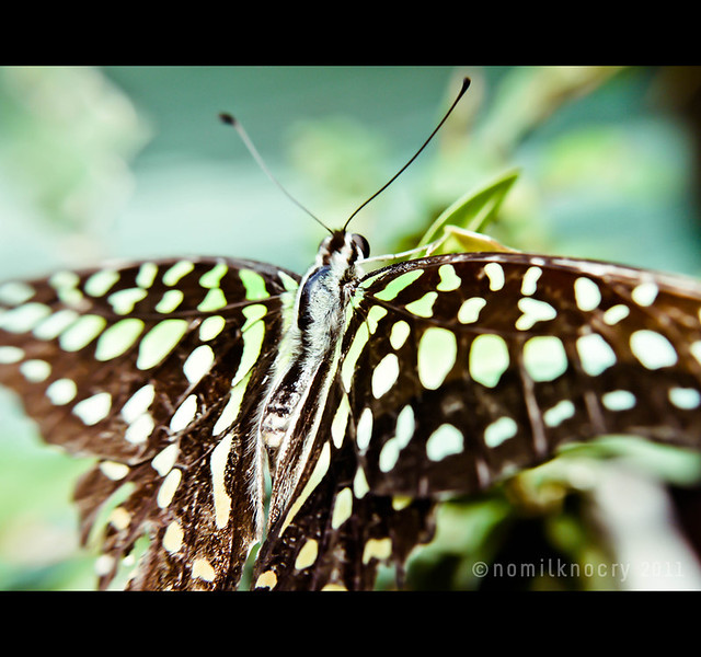 046 | 365 : butterfly