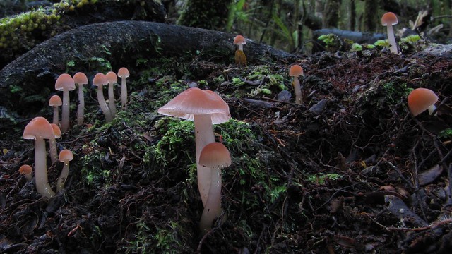 Hygrocybe Colony at Coal Creek (laptop wallpaper size)