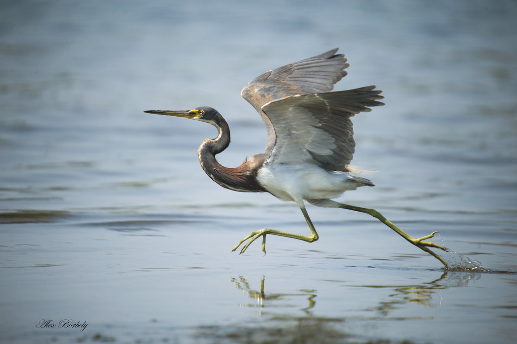 TRI-COLOURED HERON - FIRST PLACE by Alex Borbely