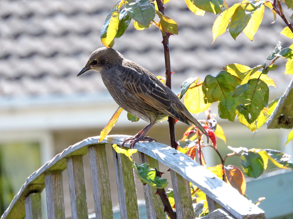 Young starling