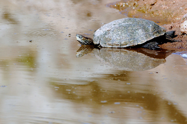 _MGL2252 Skildpadde - Tortoise