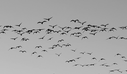 Flight | by marcelhughes