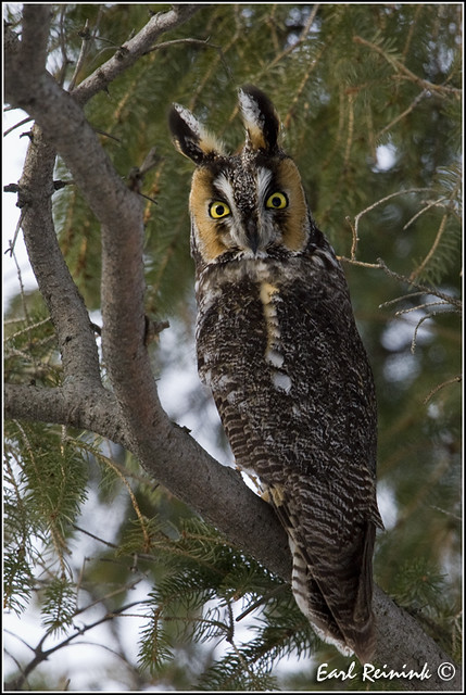 20110131-2072 Long Eared Owl