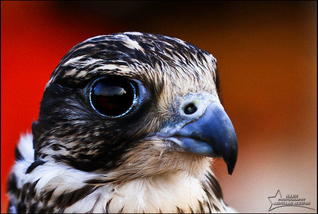 Arab Falcon-l