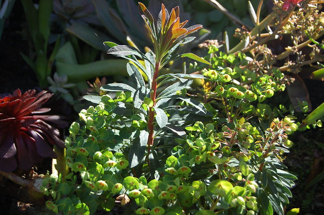 Euphorbia martinii 'Tiny Tim'