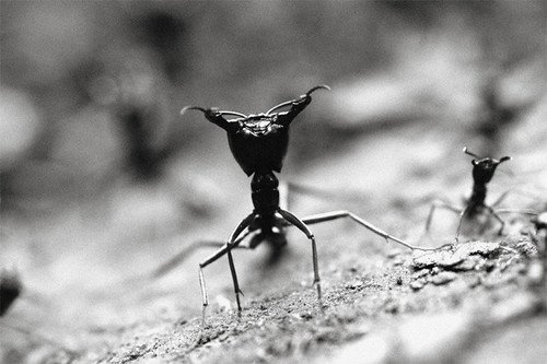 fire ant | by Jan Rillich