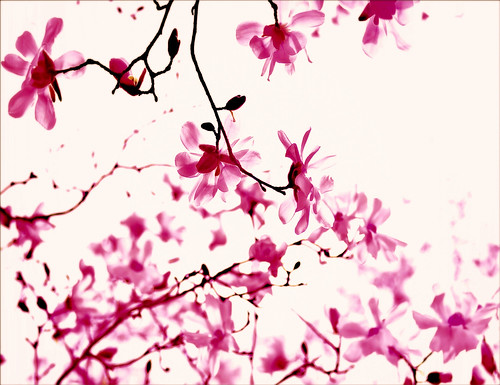 Cherry Magnolia Shake by Kala_M