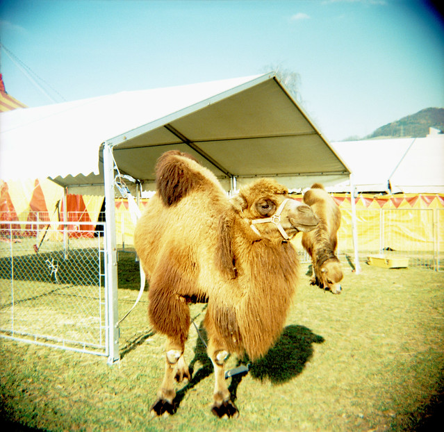 Circus Camel