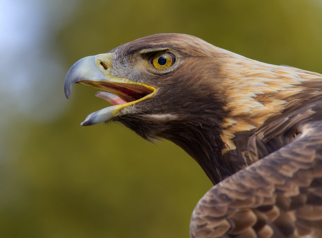 Aigle royal - Golden eagle