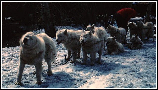 Banff Sled Dogs
