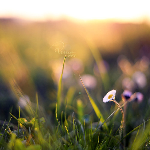 sunset sun color green grass 50mm schweiz switzerland photo spring nikon foto sonnenuntergang gimp crop daisy gras grün nikkor sonne farbe frühling ausschnitt gänseblume d700