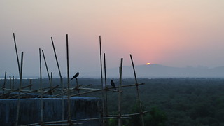 Sunset n crows