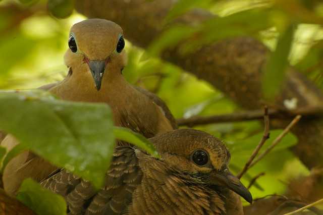 Mourning Dove family portrait