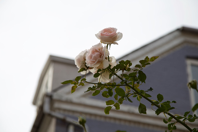 Roses in Copenhagen