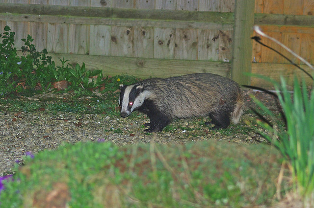 Badger in the garden