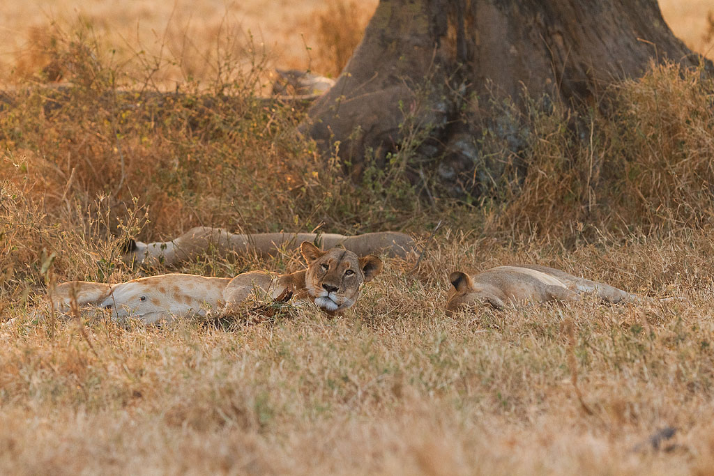 Lions (stuffed) - Kenya