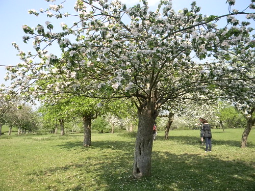 Orchard Staplehurst to Headcorn