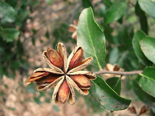 Quillay fruto (Quillaja saponaria) | semillas dispersadas 