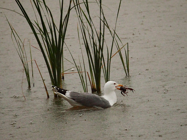 Mittelmeermöwe frisst Krebs im Regen/ Yellow-legged Gull eating a crab in the rain (Larus michahellis)