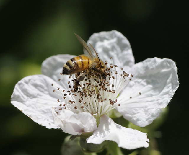 Honey Bee in Blackberry Blossom