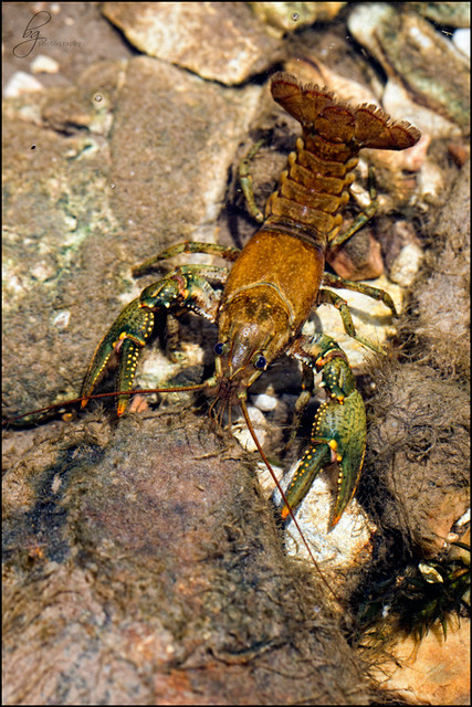 Crayfish_Hebgen_IMG_5816.jpg_web