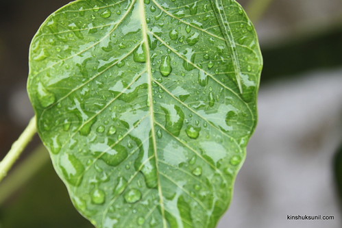 Green Rains by kinshuksunil, Wet leaves and Rain drops after a random Raingreen leaves rain droplets fxb2g