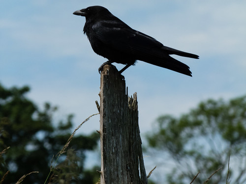 Carrion crow on a post