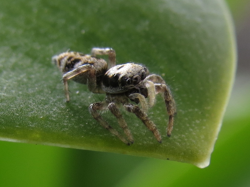 Zebra Spider (f) - Salticus sp. 1c | A female jumping spider… | Flickr... ZEBRA SPIDER