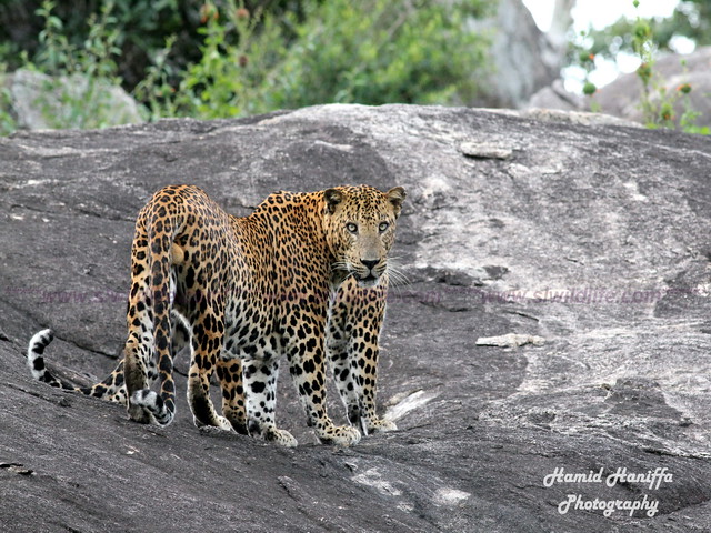 Leopard on the Rock next to Modaragala at Yala National Park Sri Lanka -1