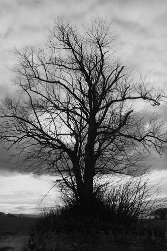 Shadow Tree | by Luke Denham