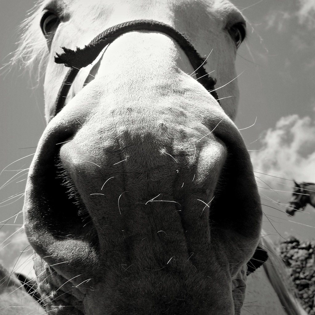 Cavalos #1  016 by filipe franco