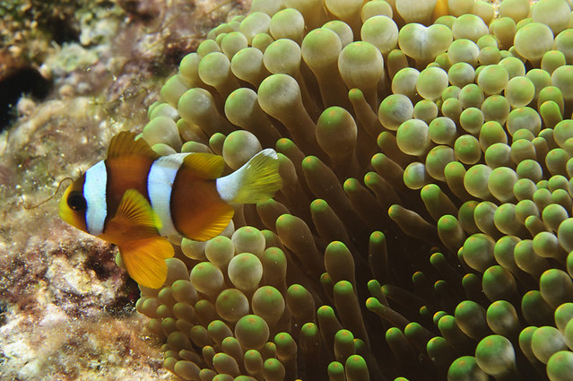 barrier reef anemonefish