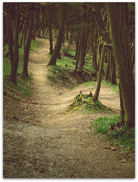 Path in woods