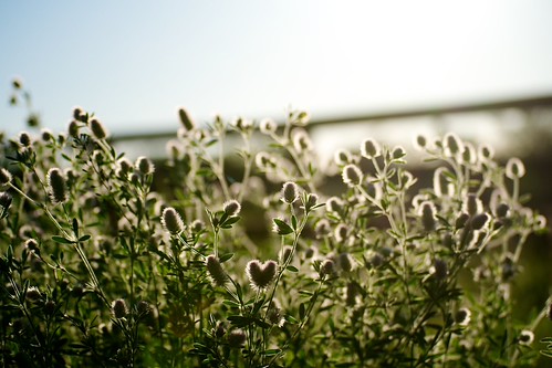 Teasel by Brent Betz, (Thx to Laurie-B for the plant identification!)flowers sunset field leaves weed