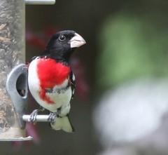 Rose-breasted Grosbeak, Armstrong Twp., Indiana Co.