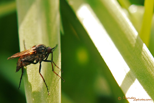 Frolant Insecte 1monde2photos | Flickr