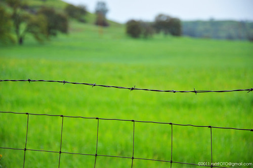california ranch ca travel usa foothills green wet field rain northerncalifornia yellow fence catchycolors photography wire nikon cloudy overcast sharp handheld mustard greenery lush nikkor barb greenfield westcoast countryliving grassfield calaverascounty burson d700 afs28300mm nxtrfoto nextierphotography