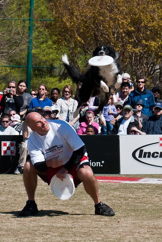 Incredible Dog Challenge - Frisbee Catch | by timnowack