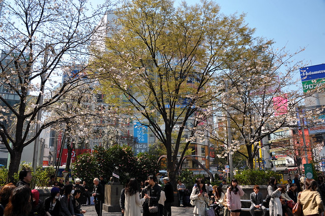 Shibuya Sakura