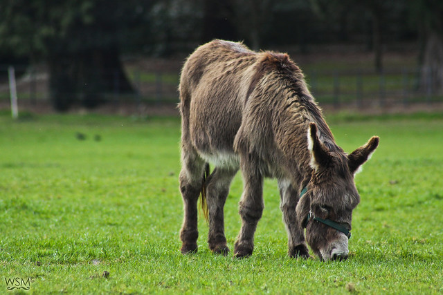 Donkey in Farmleigh - Phoenix Park, Dublin IE