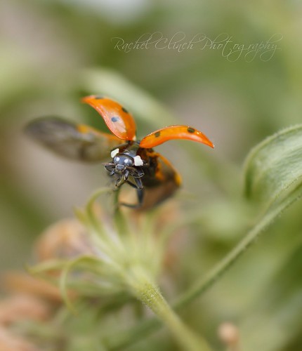 Ladybug, Ladybug, Fly away home... by photo.muse (Rachel)