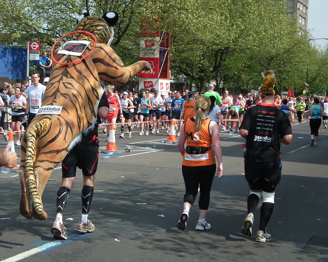 marathon tigers